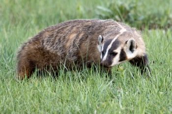 Badger at Wind Cave National Park.