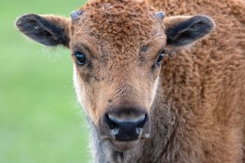 Bison calf at Custer State Park.