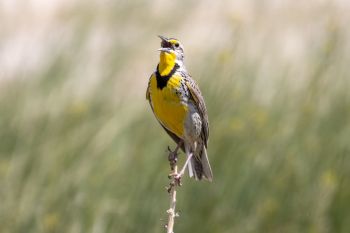 Meadowlark in full throat along Sheep Mountain Road in Badlands National Park.