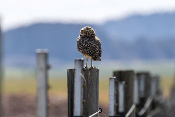 Burrowing owl using the Badlands National Park boundary fence as a perch to survey its hunting grounds in the Conata Basin.