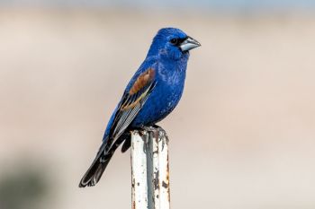 Blue grosbeak along the Conata Basin road.