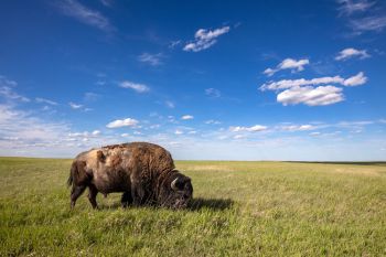 Bison bull grazing at Badlands National Park.