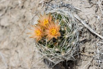 Missouri foxtail pincushion cactus in bloom at Buffalo Gap National Grasslands.