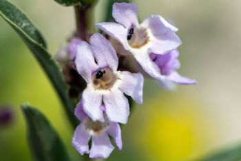 Large beardtongue (penstemon grandifloras) in bloom at Buffalo Gap National Grasslands.