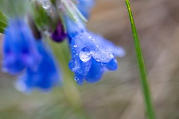 Raindrops on a bluebell wildflower in the Slim Buttes of Harding County.
