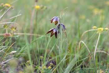 Spotted mission bells (also called chocolate lily) in the Slim Buttes.