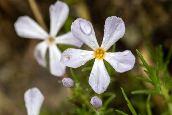 Phlox with raindrops in the Slim Buttes.