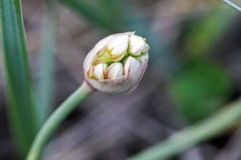 Wild onion blooms about to unfurl at Badlands National Park.