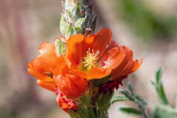 Scarlet globemallow, also called cowboy’s delight, at Badlands National Park.