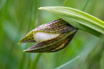 Small White Lady’s-slipper bloom emerging at Jacobson Fen Preserve in Deuel County.
