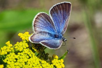 Silvery blue butterfly on Golden Alexander at 7-mile Fen Preserve in Deuel County.