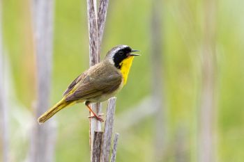 Common yellowthroat warbler at the Sioux Prairie Preserve near Colman.