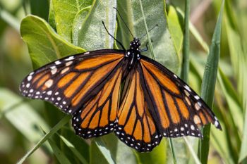 Monarch butterfly female laying eggs on a new milkweed at 7-mile Fen Preserve, Deuel County.