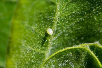 Freshly laid Monarch butterfly egg.