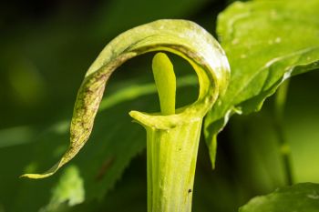 Jack-in-the-Pulpit at Sica Hollow State Park.