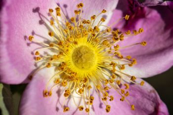 Prairie rose at the Dells of the Big Sioux.