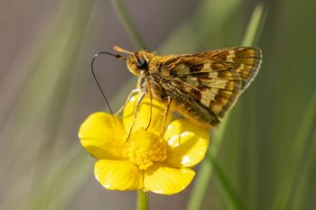 Peck’s skipper on a swamp buttercup at Aurora Prairie Preserve in Brookings County.