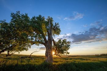 Cottonwood with a basket of sunshine above Skunk Creek in Minnehaha County.