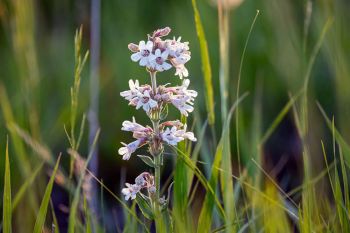 White beardtongue in bloom in Minnehaha County.