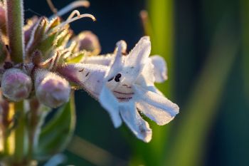 White beardtongue macro image.