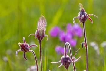 Prairie smoke with shooting star flowers in the background at Fort Meade Recreation Area in Meade County.