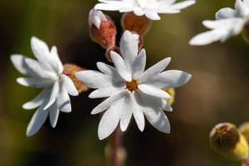 Hillside woodland star wildflower at Fort Meade Recreation Area.