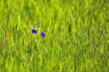 Blooming larkspur in lush spring grass at Fort Meade Recreation Area.