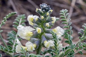 Drummond’s milkvetch blooming along the Cheyenne River in Pennington County.