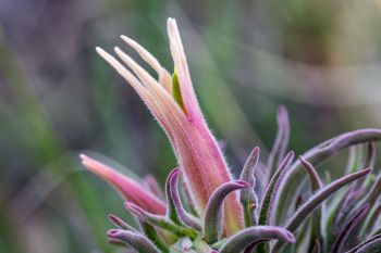 Downy paintbrush just beginning to bloom at Badlands National Park.