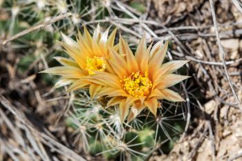 Missouri foxtail cactus in bloom at Badlands National Park.