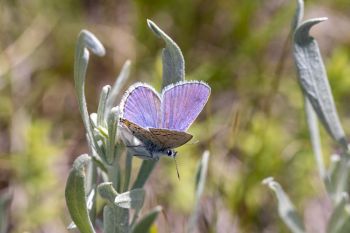 Melissa blue butterfly on sage in the Slim Buttes.