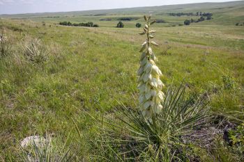 Yucca in bloom at the Grand River National Grasslands in Perkins County.