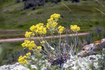Sulpherflower buckwheat in the Slim Buttes.