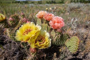 Prickly pear in the Grand River National Grasslands.