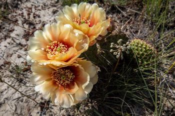 Prickly pear in the Grand River National Grasslands.