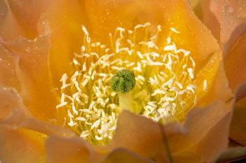 Prickly pear in the Grand River National Grasslands.