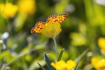 Wildflower with a fritillary’s butterfly wings adding some extra decoration at Aurora Prairie Preserve in Brookings County.