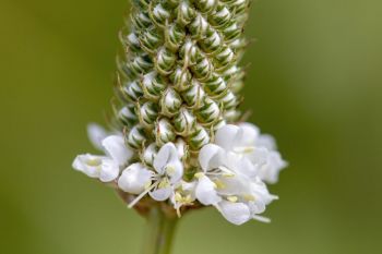 White prairie clover in Jacobson Fen.