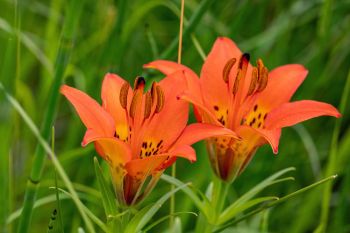 Wood lilies in Deuel County.