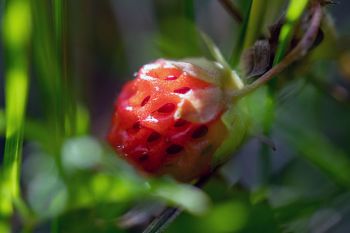 Wild strawberry in the 7-mile fen.