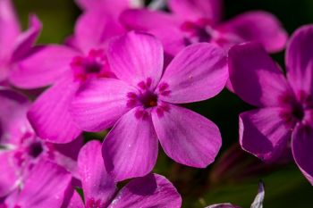 Prairie phlox in the 7-mile fen.