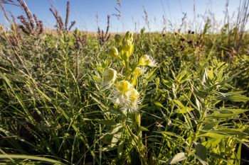 Rare western fringed prairie orchid found at Blue Mounds State Park near Luverne, Minnesota, 15 miles across the South Dakota state line. It was last seen in South Dakota more than 100 years ago.