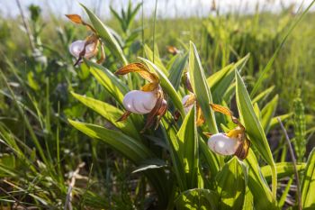 Small white lady’s-slipper orchid at Aurora Prairie.