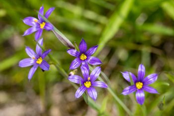 Blue-eyed grass at 7-mile fen in Deuel County.