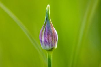 Wild garlic about to bloom at Aurora Prairie.