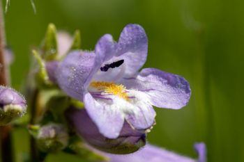 Beardtongue in the Slim Buttes.