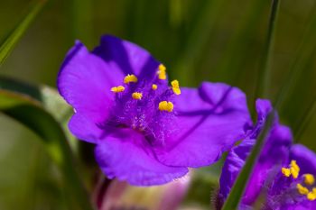 Spiderwort in the Slim Buttes.
