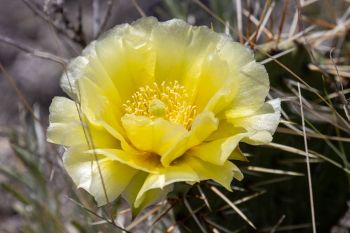 Prickly pear cacti blooming at Buffalo Gap National Grasslands.