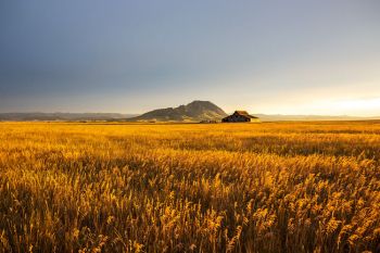 First light after the rain over Bear Butte.