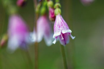 Twin flower macro at Englewood Springs near Lead.